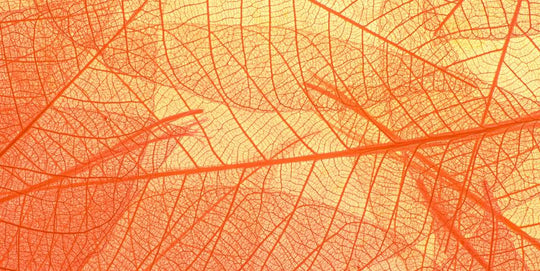 Camu-camu: uma superfruta da Amazônia e um ingrediente-herói de skincare